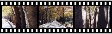 Images of Double lined trees in Tehran Vali-e Asr Ave