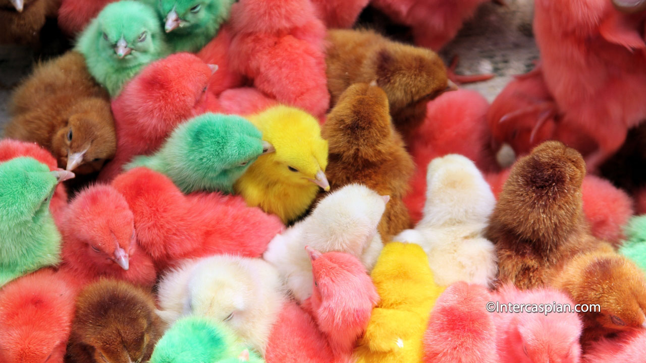 Coloured baby chickens
