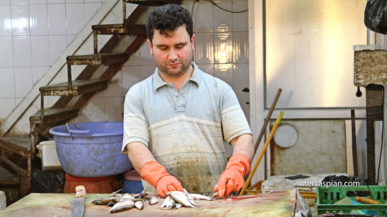 Cleaning and descaling fishes in Rasht fish market