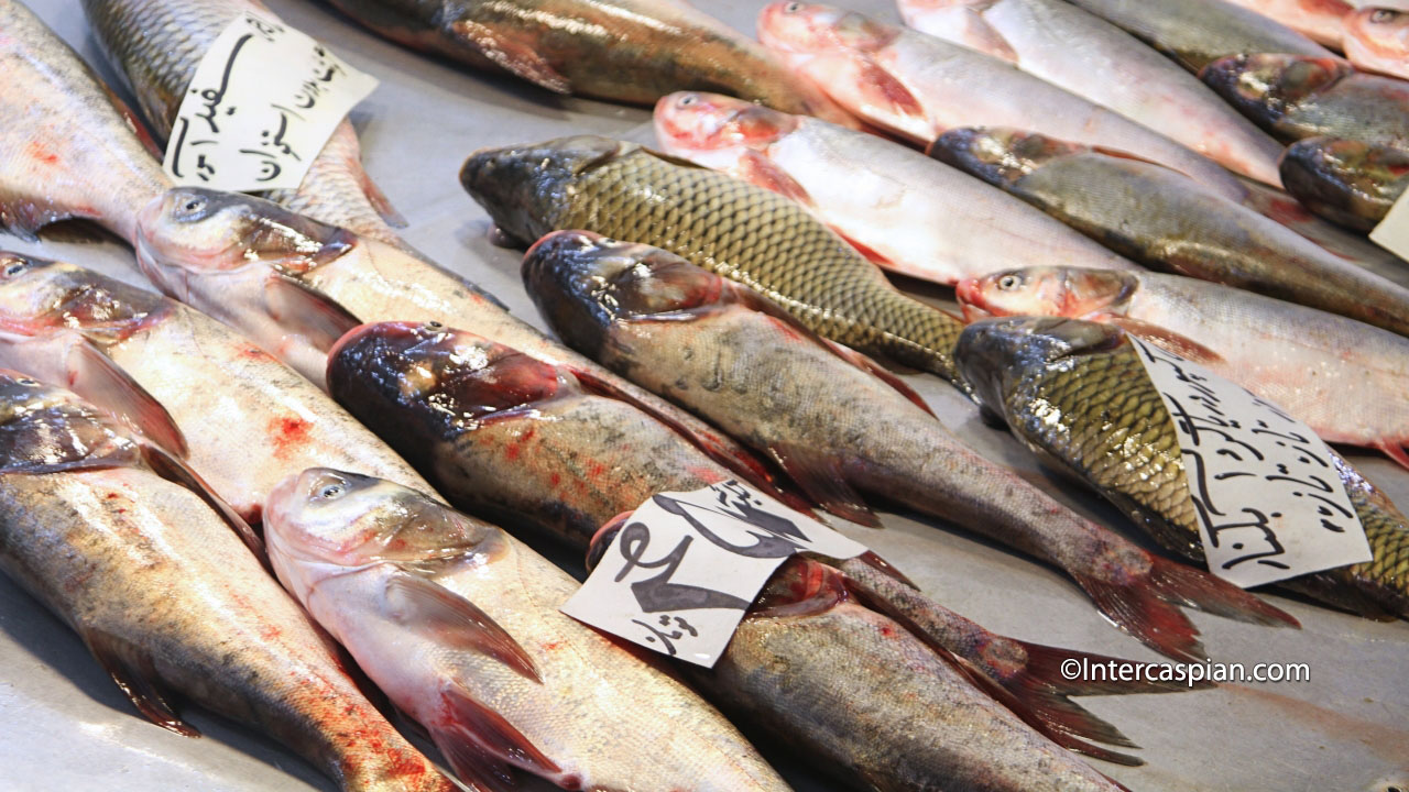 Poissons indigènes de la mer Caspienne