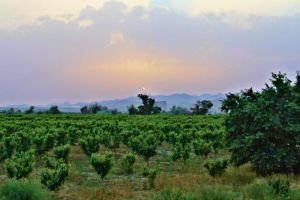 Qazvin-Takestan Vergers et vignobles en Photos