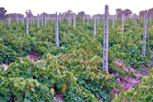 Iran Vineyards in Photos