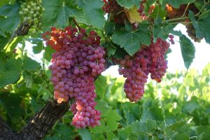 Iran Grapes in Photos