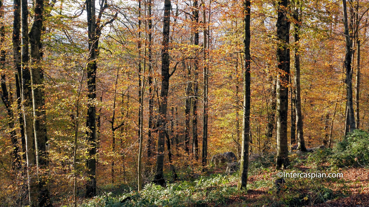 Namak Abrud forest